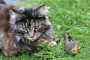 Katze mit Robin MMB0388