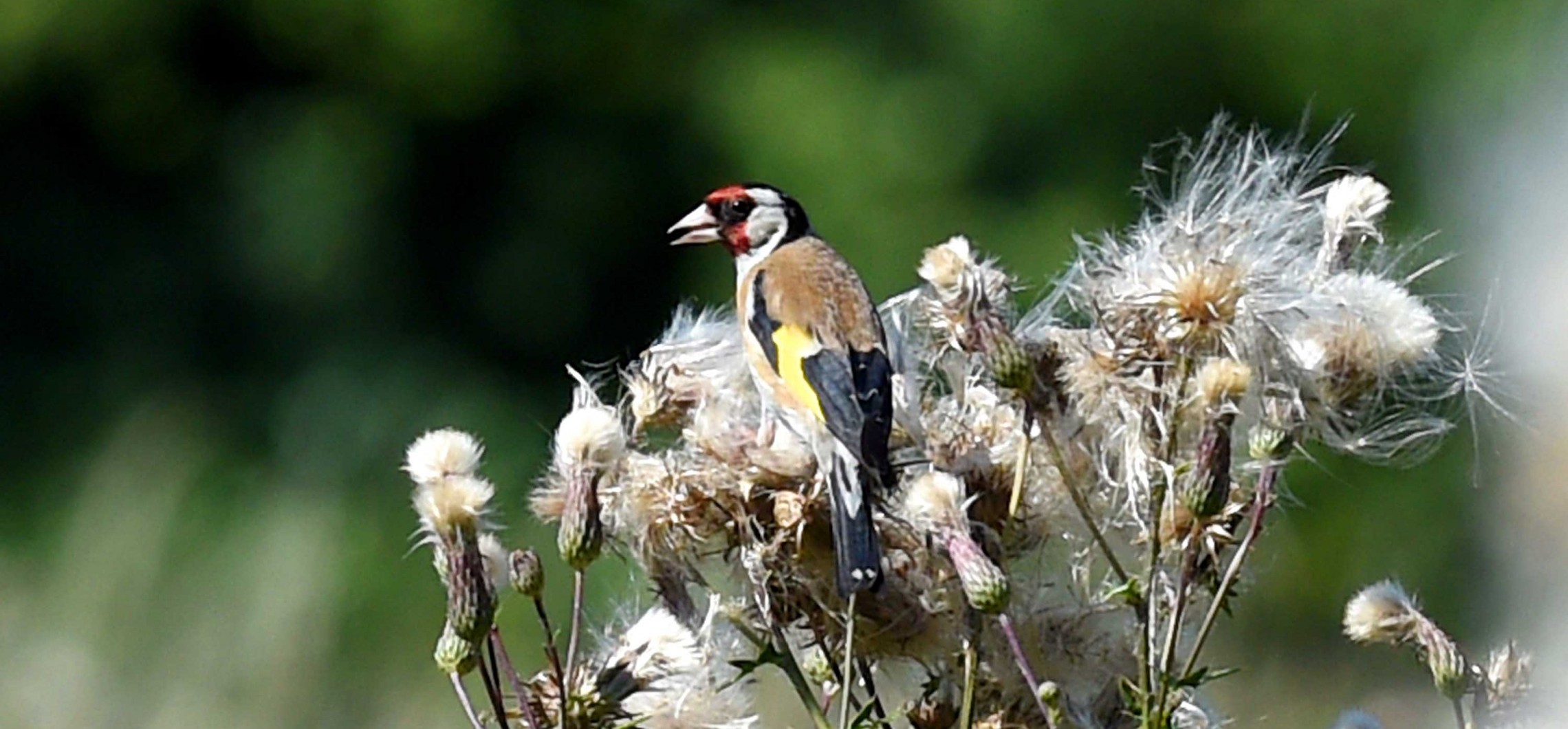 DER STIEGLITZ Naturschutz Ruhr