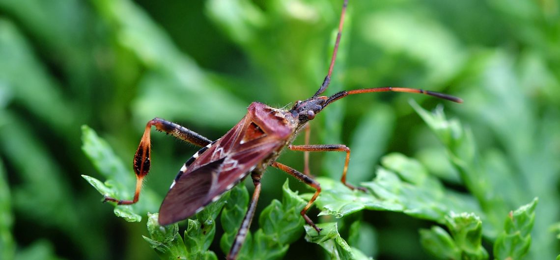 DIE AMERIKANISCHE KIEFERNWANZE - Naturschutz Ruhr