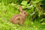 Wildkaninchen MMB6355