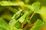 Laubfrosch MMB9820