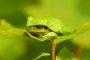 Laubfrosch MMB9873