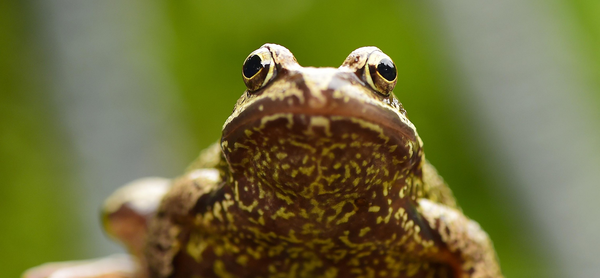 SYSTEMATIK Amphibien im Revier Naturschutz Ruhr