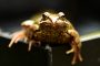 Frosch MMB2010