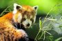 Roter Panda MMB0650