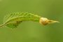 Schnecke MMB1000