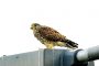 Turmfalke MMB4993