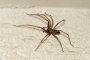 grosse winkelspinne MMB9144