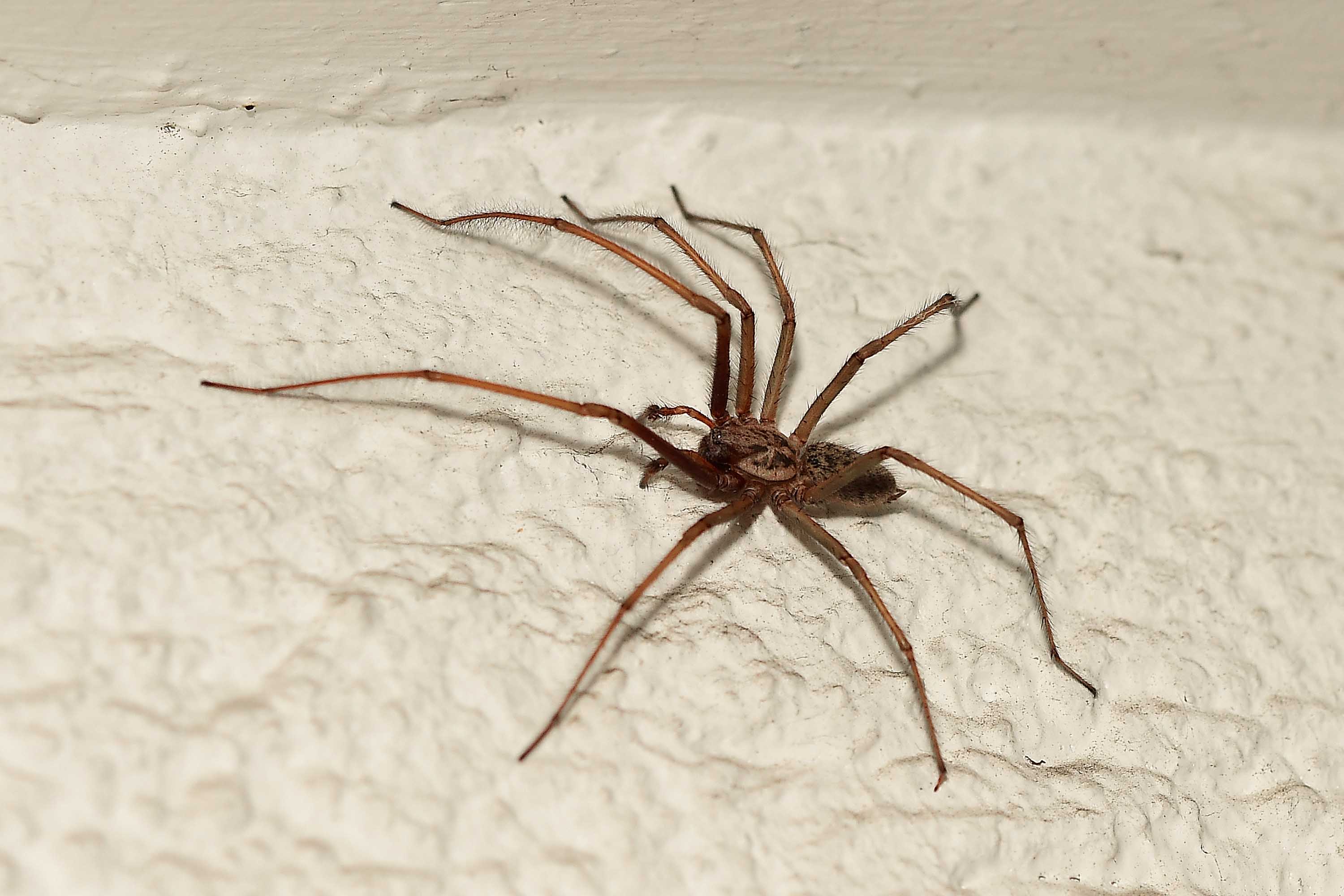 DIE VER NDERLICHE KRABBENSPINNE NATURSCHUTZruhr DIE VER NDERLICHE KRABBENSPINNE NATURSCHUTZruhr