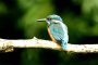 Eisvogel MMB2519