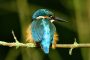 Eisvogel MMB4476