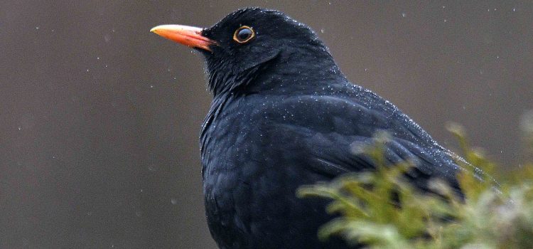 DIE AMSEL Naturschutz Ruhr