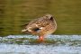 Ente auf Eis MMB0999