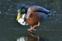 Ente auf Eis MMB1348