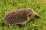 WiBo 087 Igel