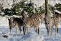zoo foto MH1D9004