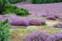 Heide DSC06730