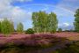 Westruper Heide DSC06802