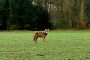 20180125 wolf sendenhorst