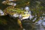 16 2018 Frosch und Co