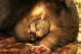 18 2018 Foto Wombat Nachwuchs
