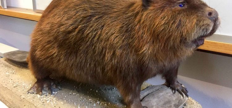 DER EUROPÄISCHE BIBER | Naturschutz Ruhr