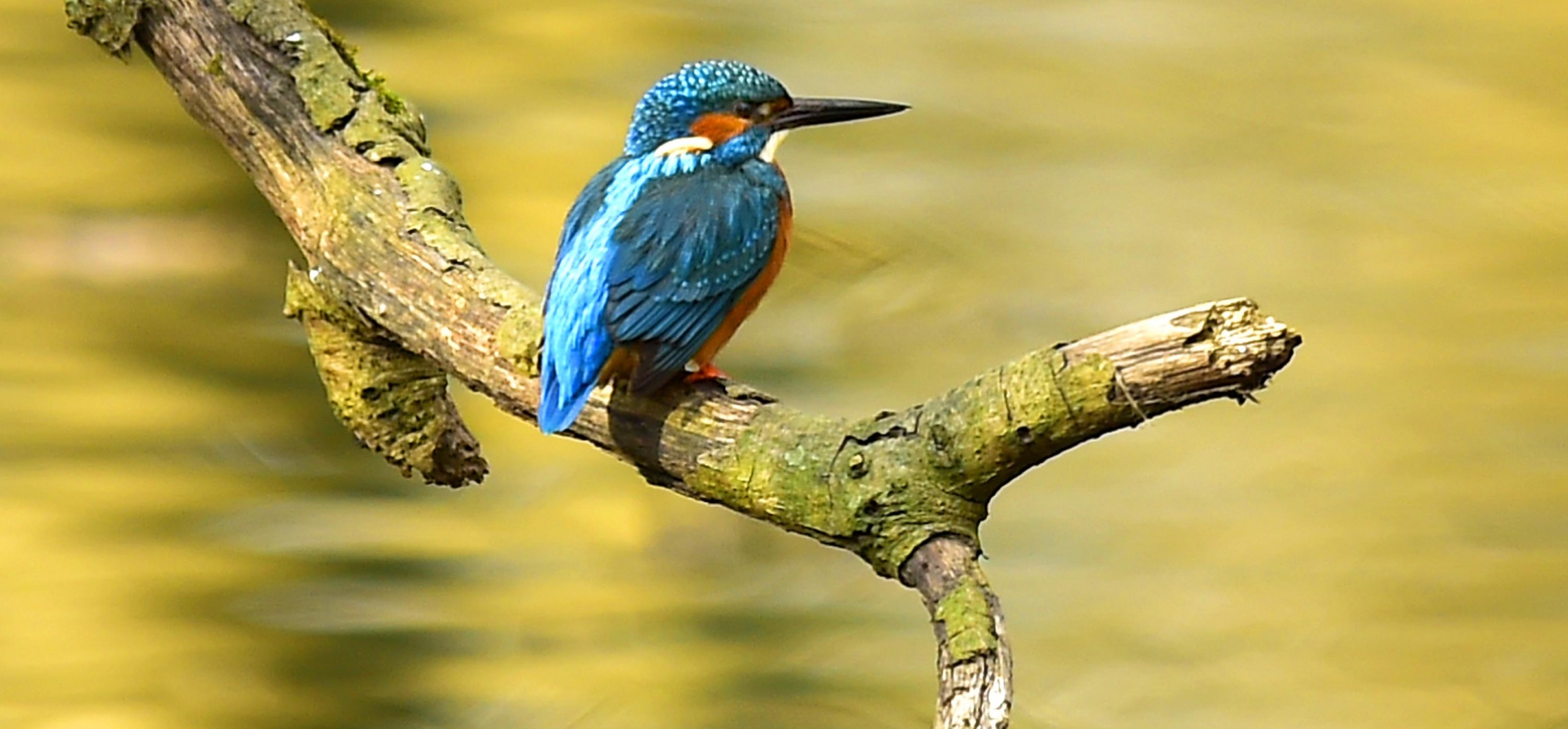 DER EISVOGEL - Naturschutz Ruhr