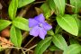 Vinca MMB5562