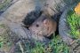 2018 04 29 WiBo Wanderratte073