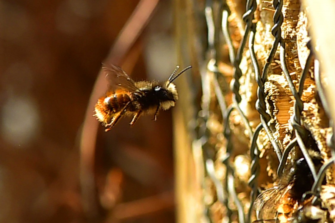 © MMB/Below | Gehörnte Mauerbiene - Naturschutz Ruhr
