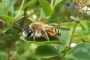 Andrena flavipes w Berit Philipp