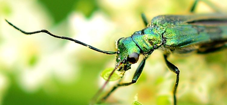 Gruene Kaefer Im Garten