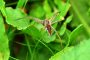 Listspinne MMB1260
