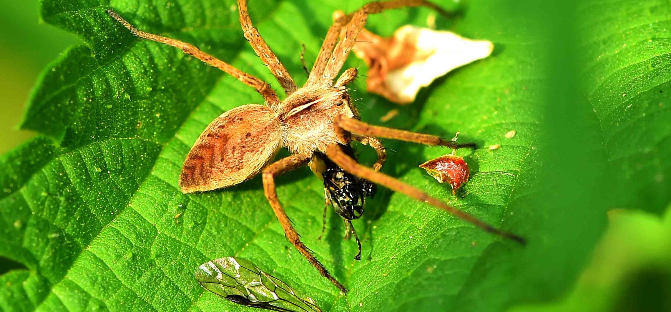 ÜBERSICHT Wahl zur Spinne des Jahres (von 2000 bis heute) Naturschutz Ruhr