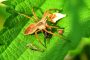Listspinne MMB6350