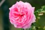 Rose D800201