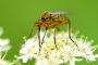 Schnepfenfliege MMB4767
