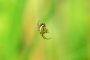 Spinne MMB1913