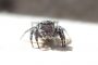 Springspinne MMB6253