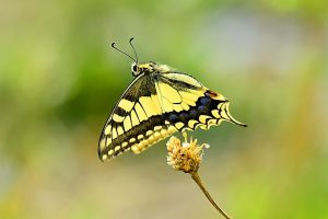 DER SCHWALBENSCHWANZ | Naturschutz Ruhr