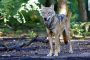 140818 wolf2 thomas pusch