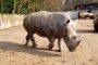 Nashorn DSCF1588 ZOO DO