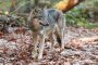 Wolf 1Y0A6660