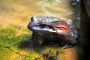 Antillen Ochsenfrosch 181130aquazoo