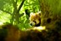 Roter Panda MMB3230