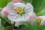 Apfelblüte 20140404 155158