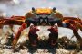 blue planet ii sally lightfoot crab miles barton bbc nhu 2017