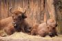 10 2019 Wisente verlassen den Zoo1