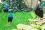 TPBOPurpurhuhn2