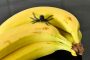 Bananenspinne MMB2746 1